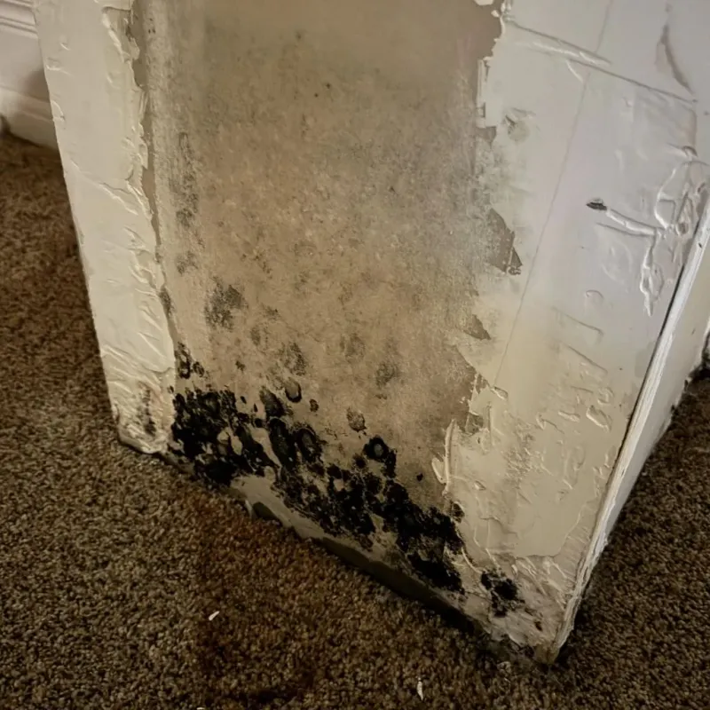 Professional Mold Removal in Bedford, IA
